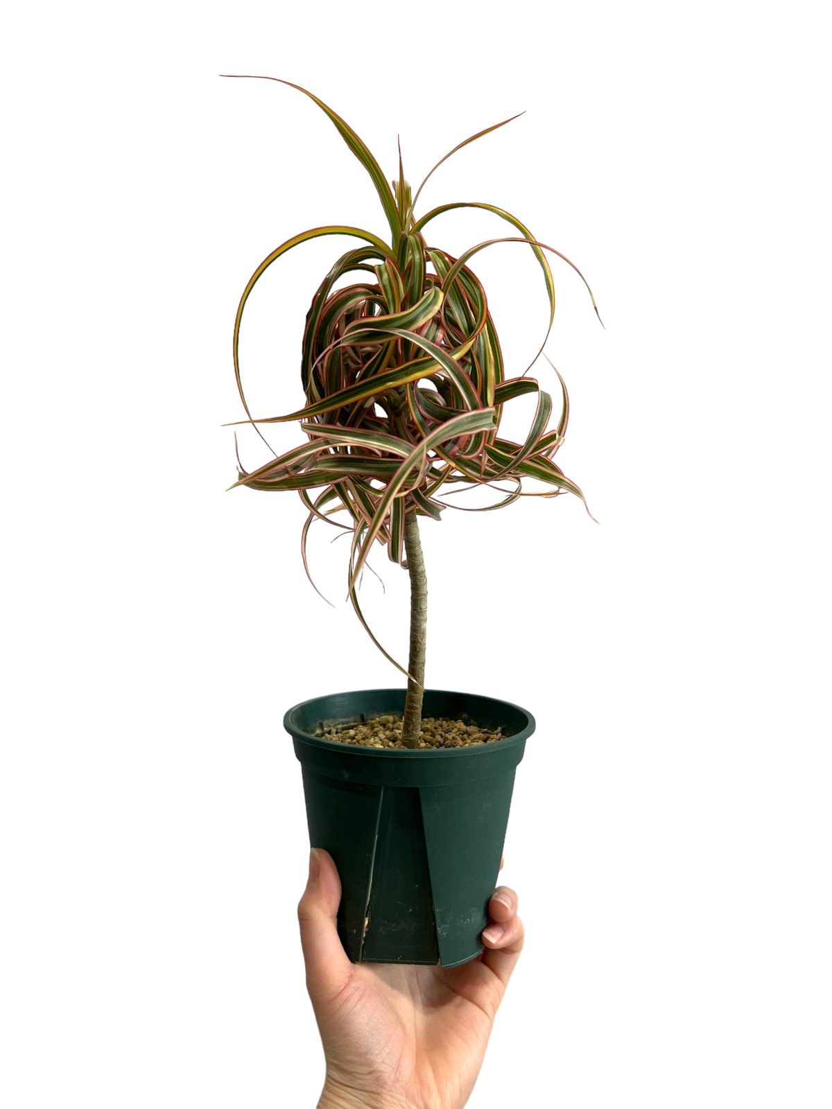 ドラセナ キュンティー「Dracaena concinne tricolor Kuhnty」9