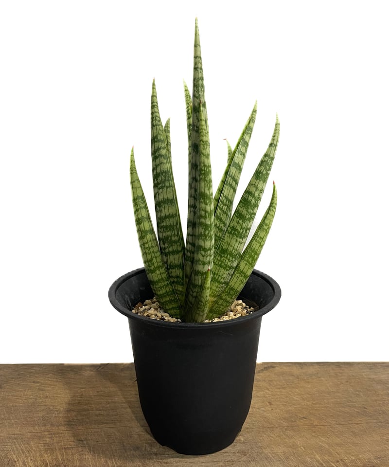 サンスベリア・ディアブロ Sansevieria Diablo サンスベリア・ディアブロ Sansevieria Diablo Snake Plant