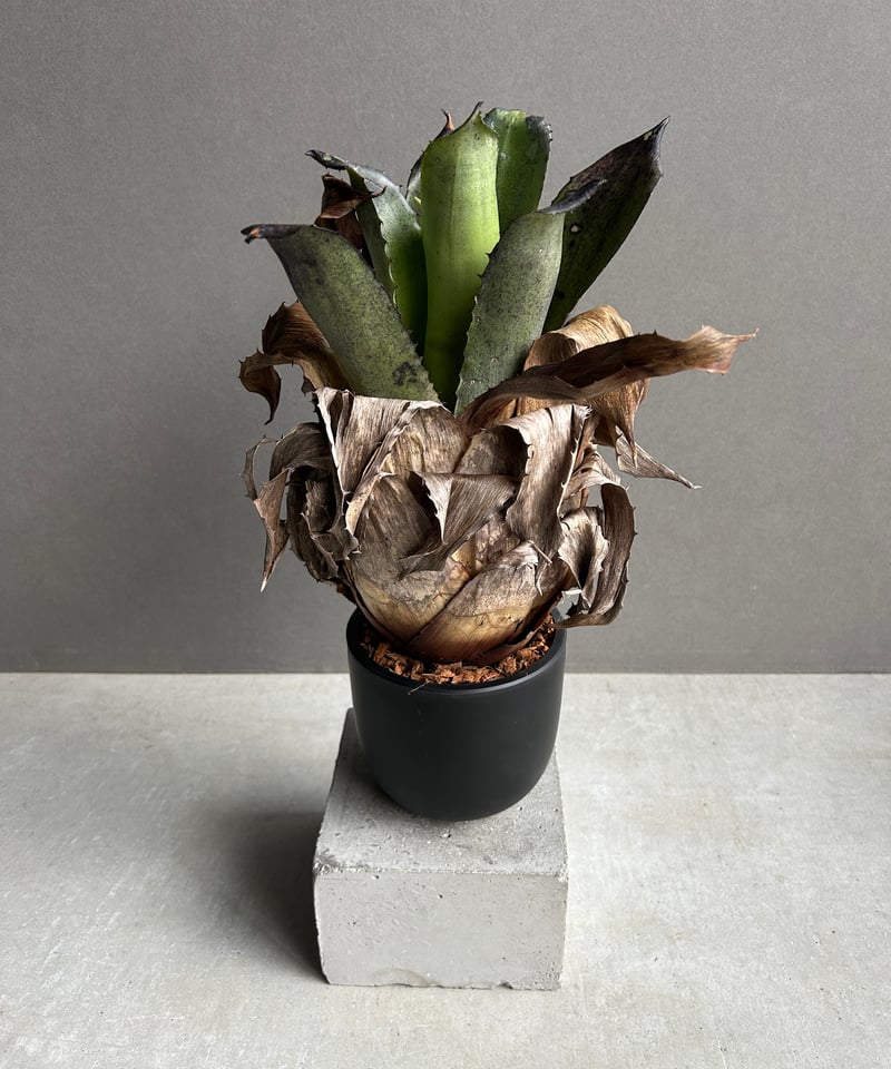 ホウイトフレア　　　　　　　　　　　　　　　　　　　　ブラックボルト PREMIUM ZONE キャップボルトカラー ブラック｜株式会社デイトナ