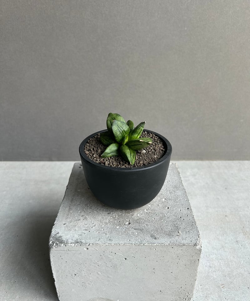 サンセベリア ピラミッド「Sansevieria Pyramid」78L | SHOUCHIKUEN
