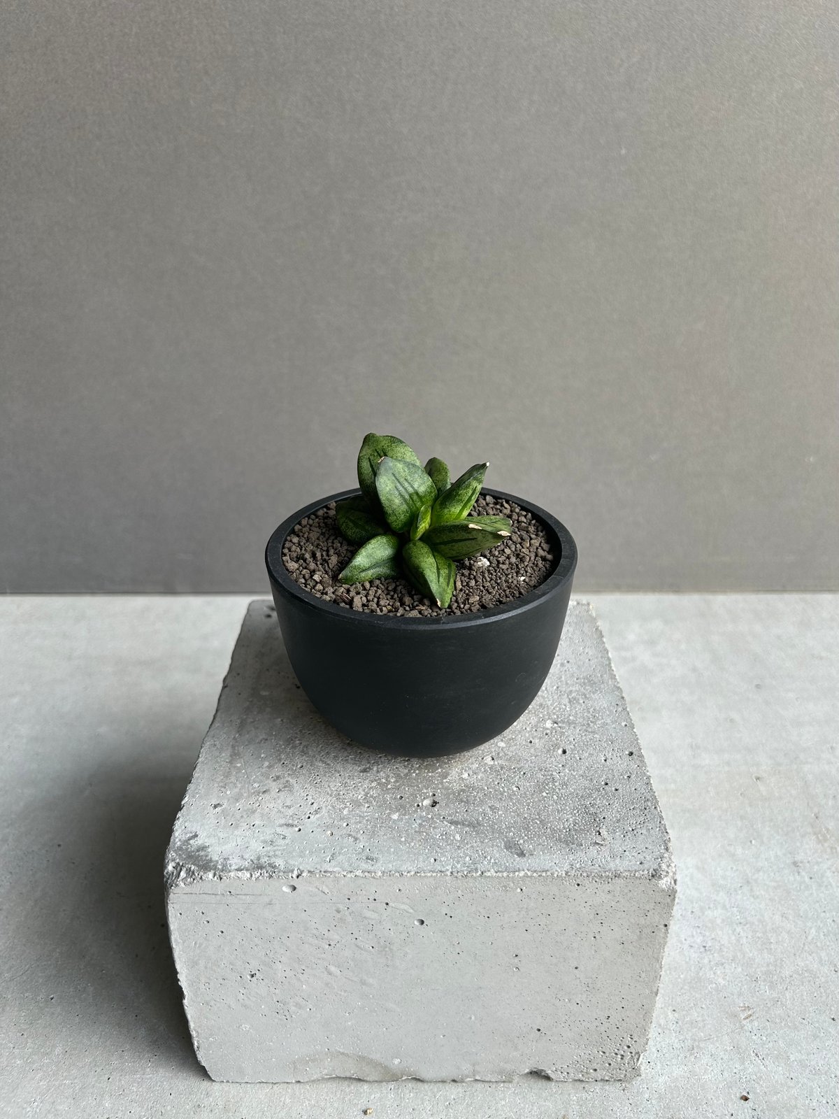サンセベリア ピラミッド「Sansevieria Pyramid」78L | SHOUCHIKUEN