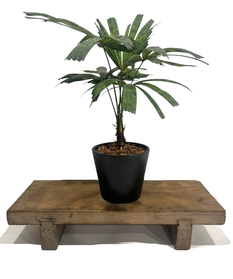 リクアラ マッタネンシス マプ 「Licuala mattanensis 'Mapu