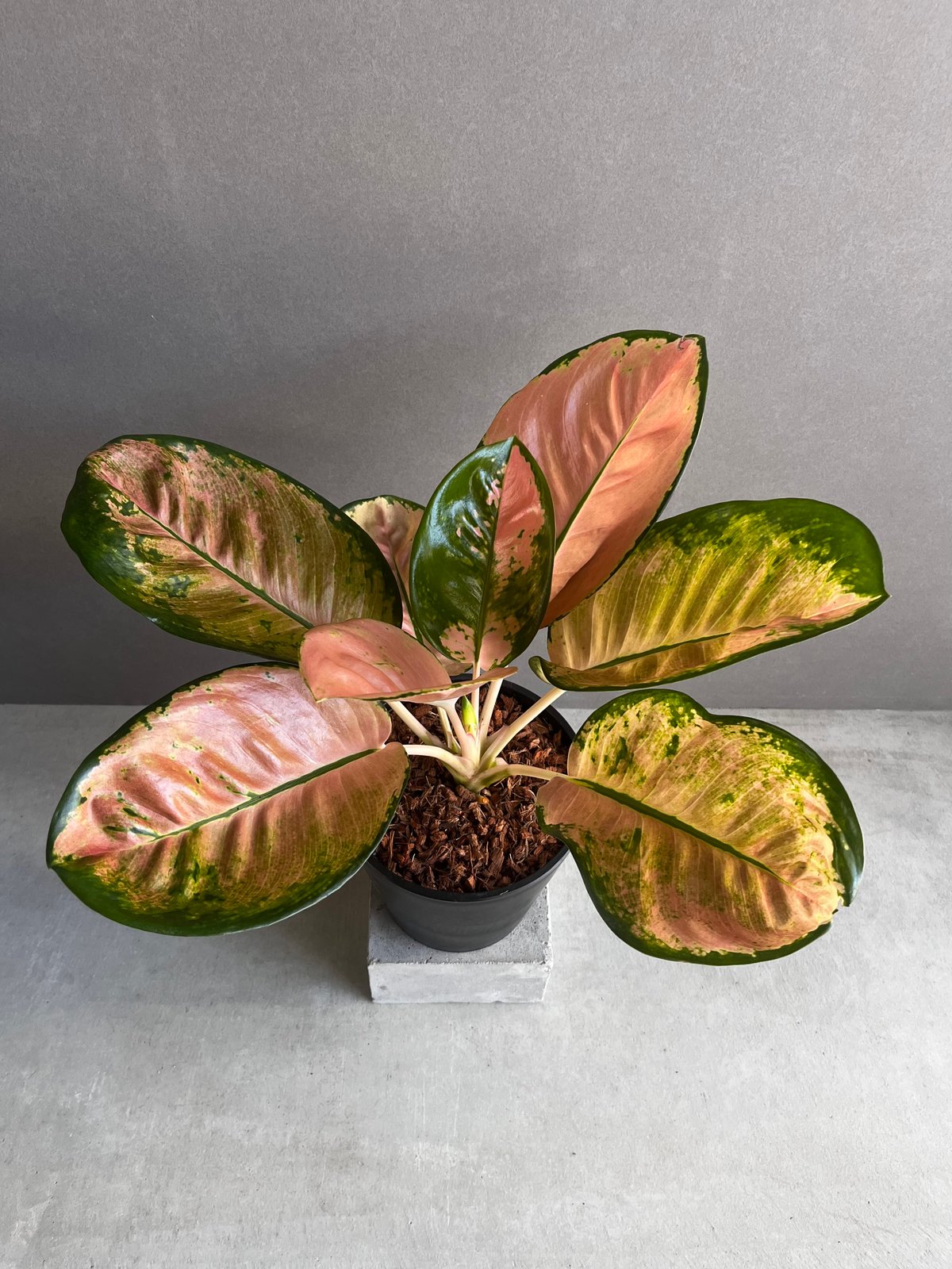 アグラオネマ スターバックス「Aglaonema Starbucks」47A