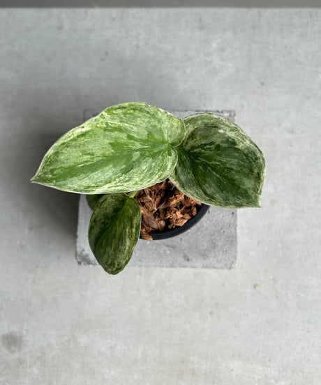 CATEGORY Plants | SHOUCHIKUEN