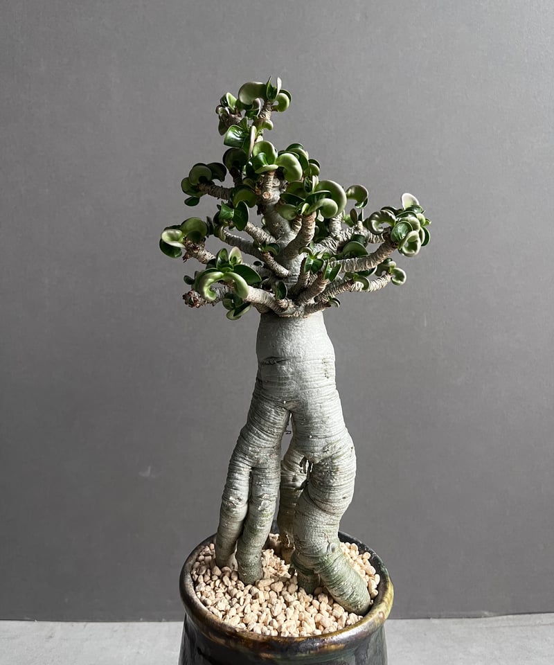 アデニウム メデューサ D.H.A (獅子葉) 実生苗 “選抜個体” + YON-HACHI