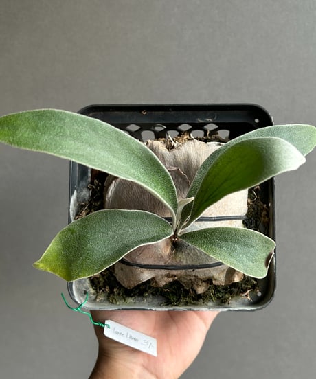 ビカクシダ PLovers CATEGORY diversifolium | IMAMA