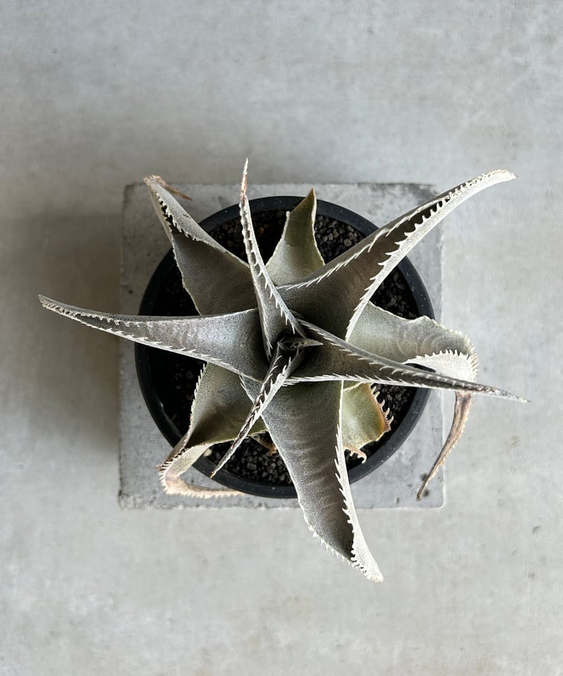 ディッキア マルニエル ラポストレイ 「Dyckia marnier-lapostollei