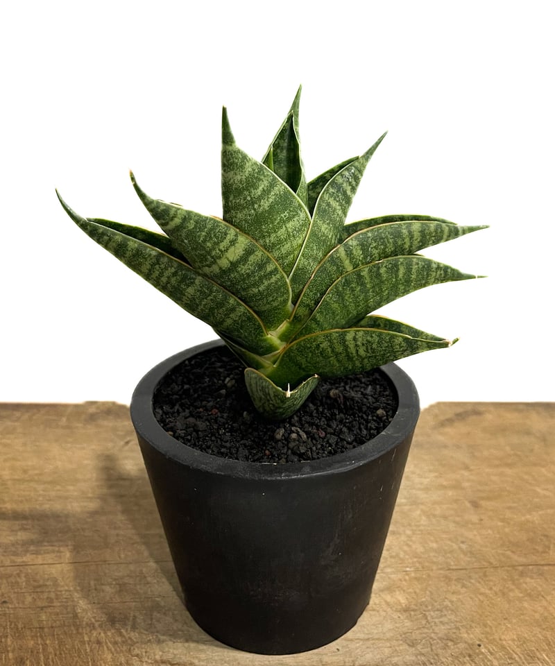 サンセベリア シンドロ「Sansevieria Sindro」71G-1 | SHOUCHIKUEN