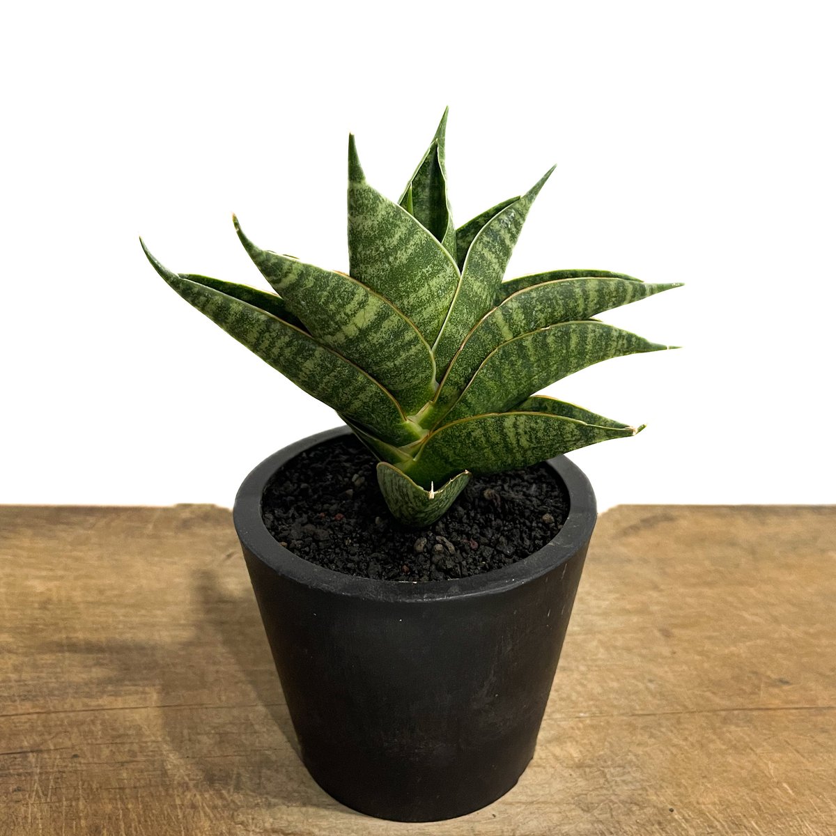サンセベリア シンドロ「Sansevieria Sindro」71G-1 | SHOUCHIKUEN