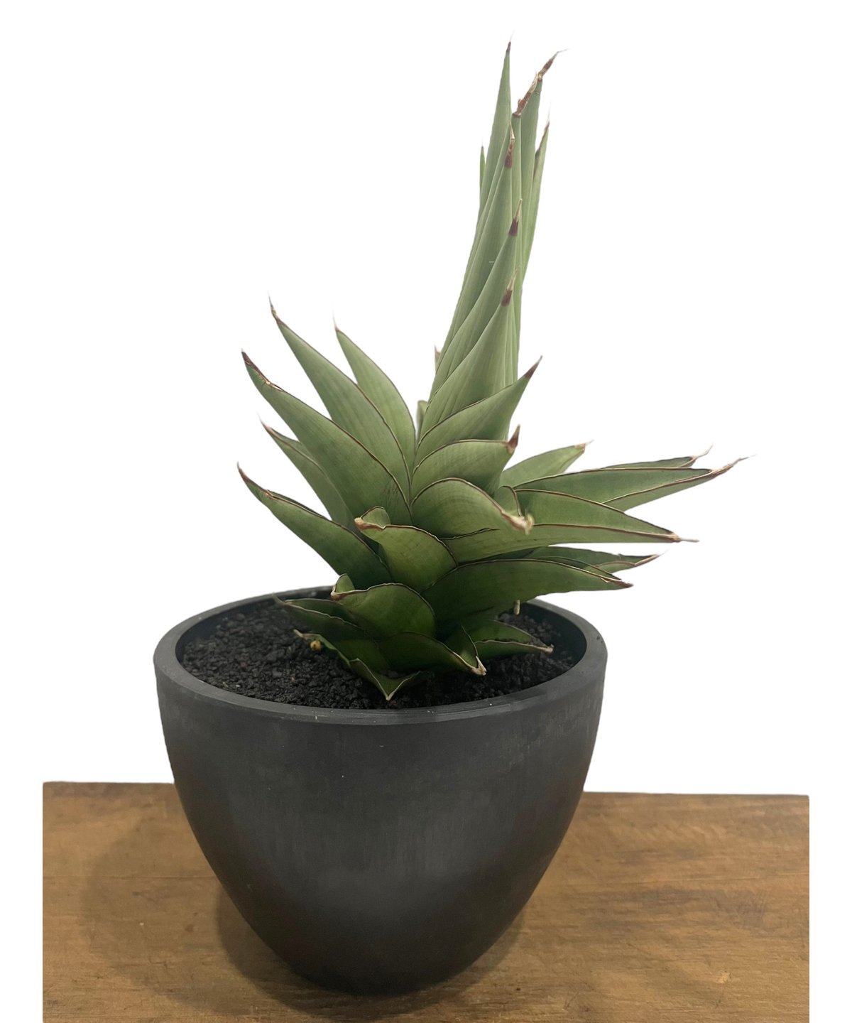 サンセベリア シルバーアーマー 「Sansevieria Silver Armor」37U |...