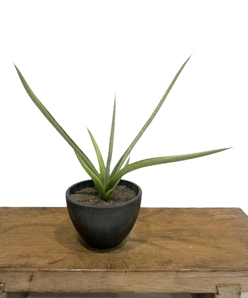 サンセベリア ダンシング ドラゴン 「Sansevieria Dancing サンセベリア ダンシング ドラゴン 「Sansevieria Dancing