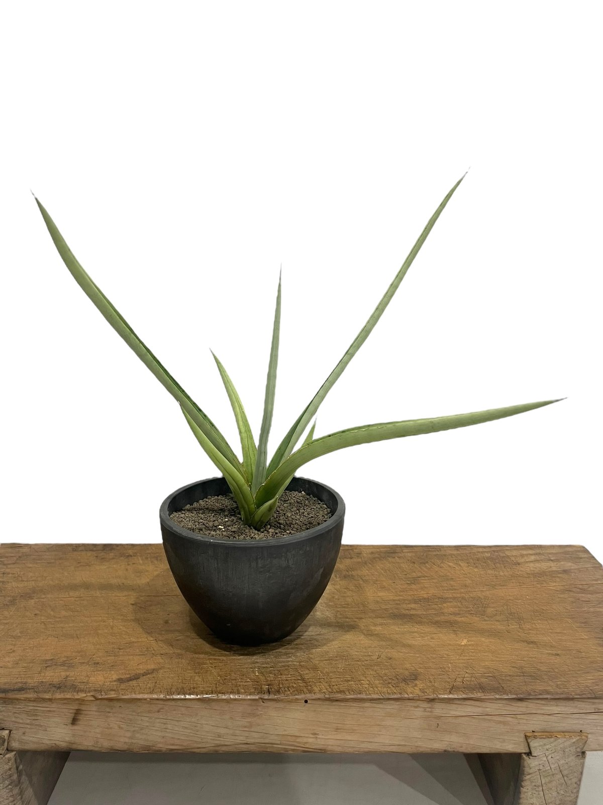 サンセベリア ダンシング ドラゴン 「Sansevieria Dancing Dragon