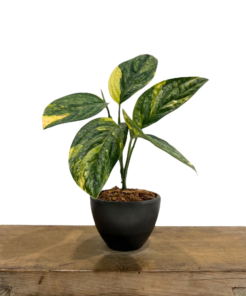 モンステラ カルステニアナム (ペルー) 斑入 「Monstera