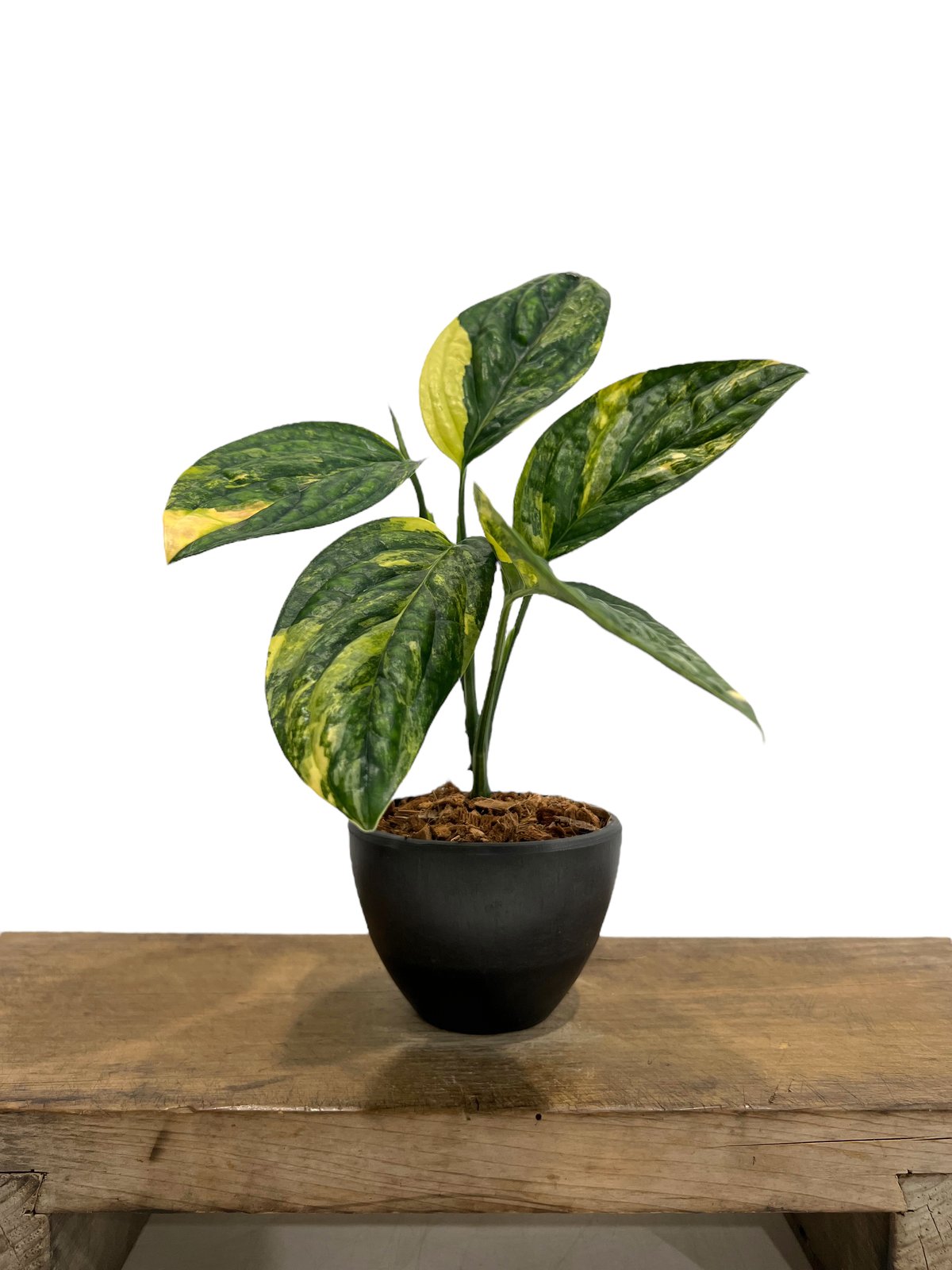 モンステラ カルステニアナム ペルー モンステラ カルステニアナム (ペルー) 斑入 「Monstera Karstenianum