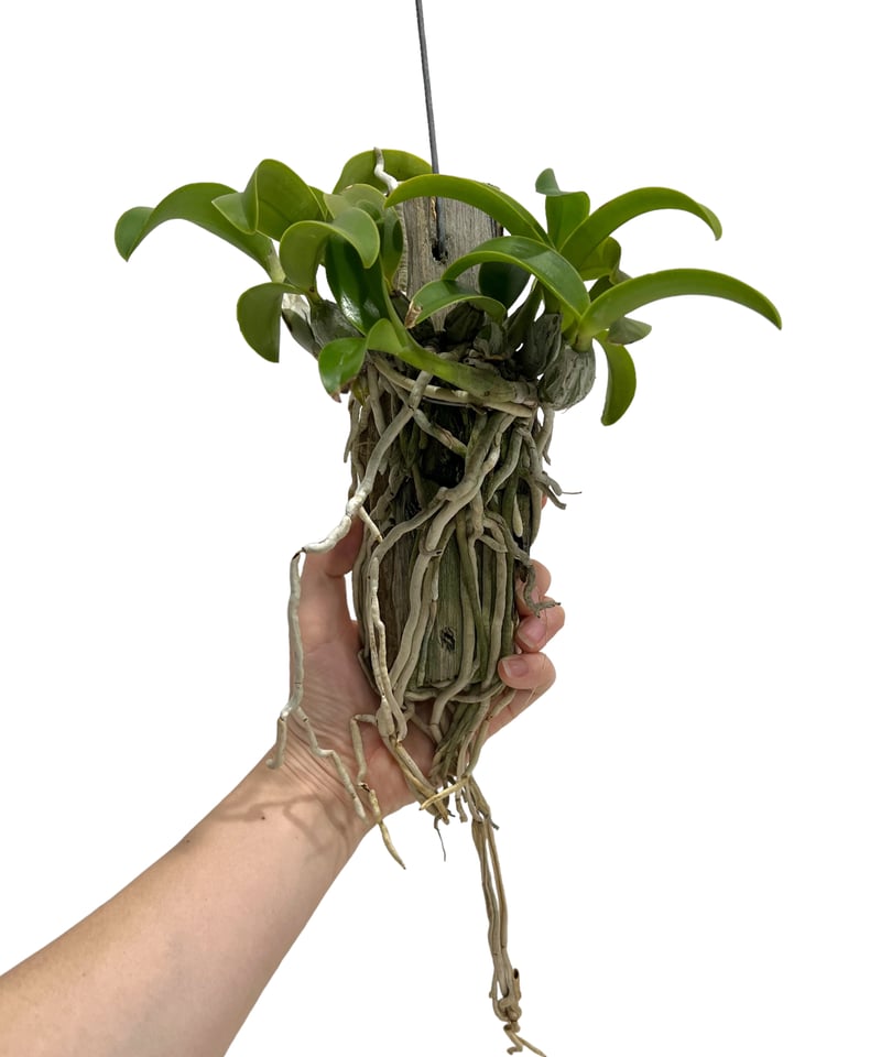 カトレア ノビリオール アマリア 「Cattleya nobilior var. amalia