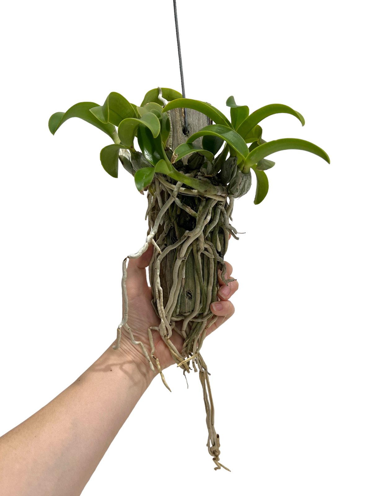 カトレア ノビリオール アマリア 「Cattleya nobilior var. amalia