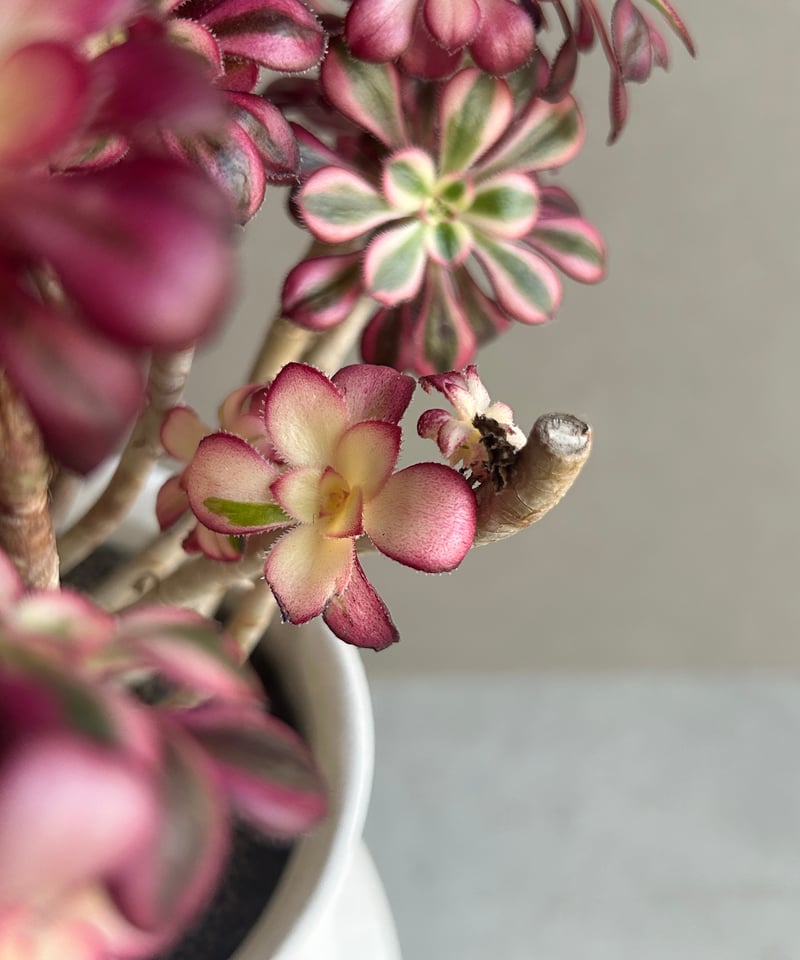 アエオニウム　シャネル錦40cm アエオニウム 'シャネル' 「Aeonium 'Chanel'」 6M | SHOUCHIKUEN