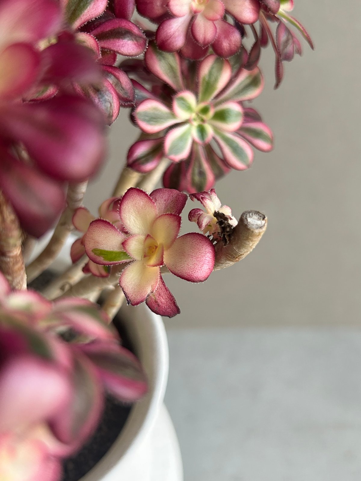 アエオニウム 'シャネル' 「Aeonium 'Chanel'」 6M | SHOUCHIKUEN