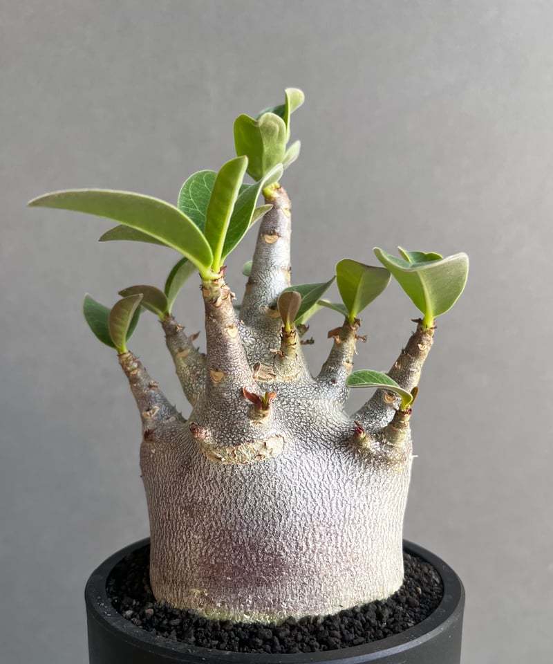 アデニウム アラビカム スーパー ドワーフ “ブラック” 「Adenium