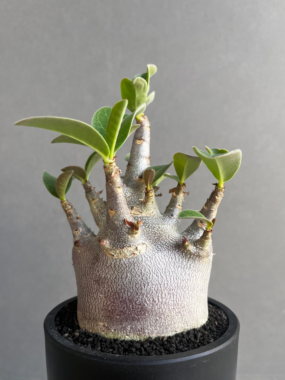 アデニウム アラビカム スーパー ドワーフ “ブラック” 「Adenium