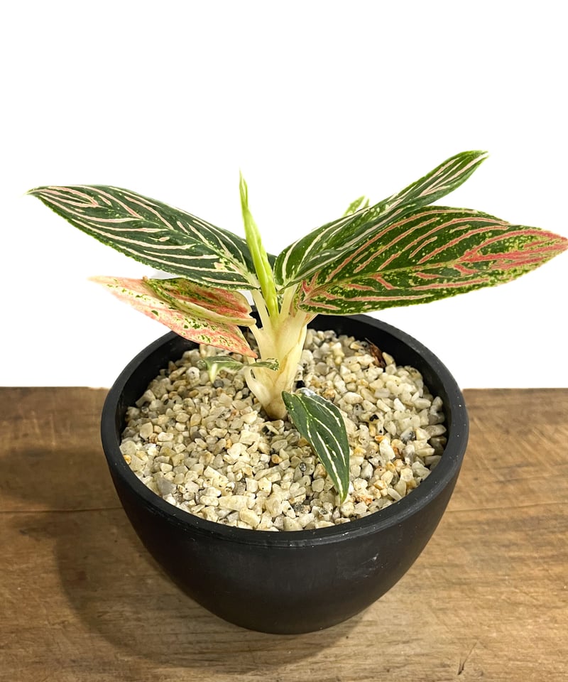 アグラオネマ ゴールデンホープ「Aglaonema Golden Hope」72D-1