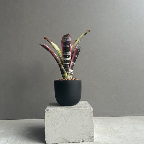 Aechmea Little Have Albo 超超特大 Aechmea Little Have Albo 超超特大