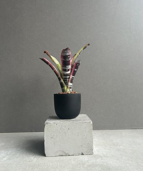 【珊瑚】・バシリオ・リベリーノ Silver Grizzly | Toriko Wiki | Fandom