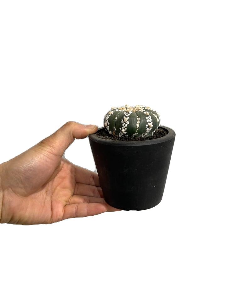 アストロフィツム 兜 Ⅴタイプ 「Astrophytum asterias V type (L アストロフィツム 兜 Ⅴタイプ 「Astrophytum asterias V type (L
