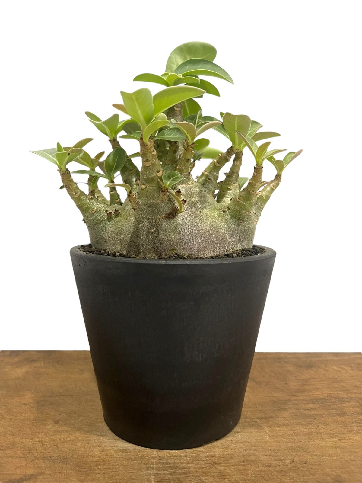 アデニウム アラビカム スーパー ドワーフ “ブラック” 「Adenium