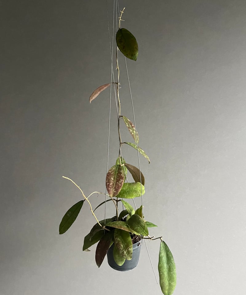 ホヤ ペニンシュラリス イエロー コロナ 「Hoya peninsularis Yellow