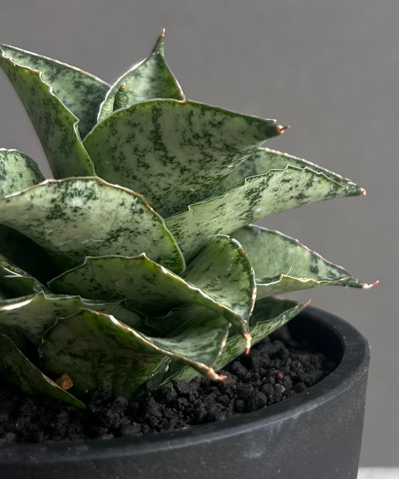 サンセベリア スサノオ 「Sansevieria Susano 'O' (by Unyaman
