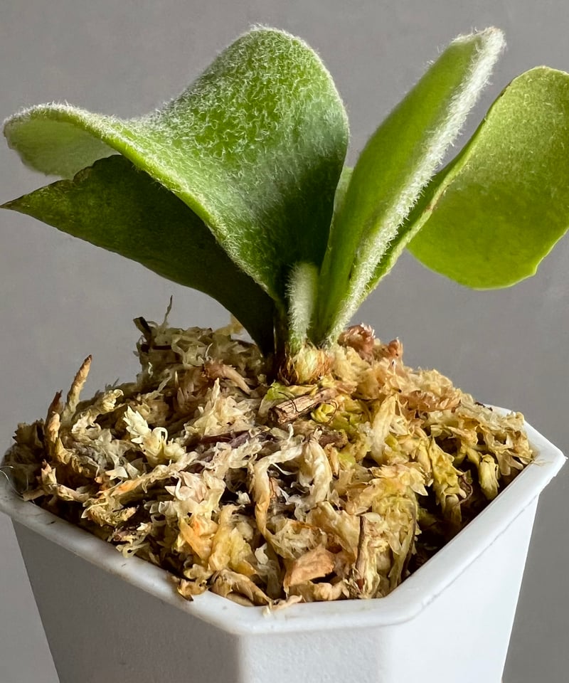 P. willinckii “OMG “ , P. willinckii Cupid's W P. willinckii “OMG “ , P. willinckii Cupid's W