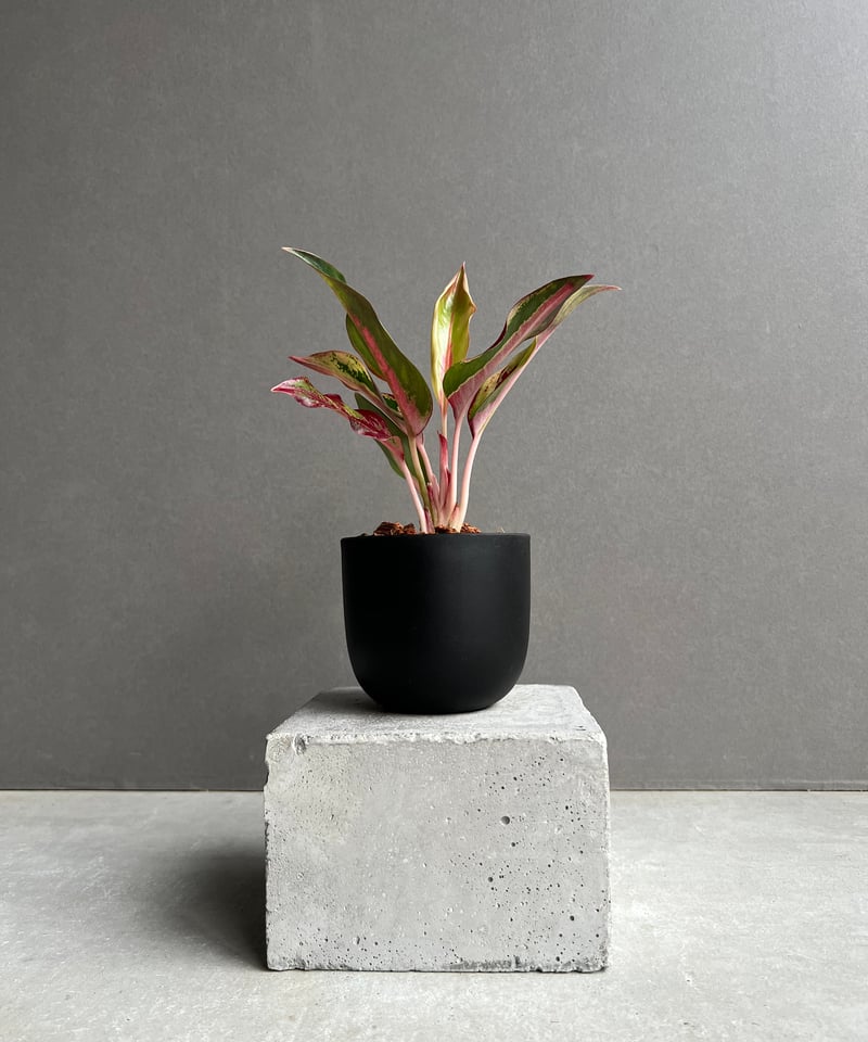 アグラオネマ レッドサンダー 「Aglaonema Red Thunder」53E
