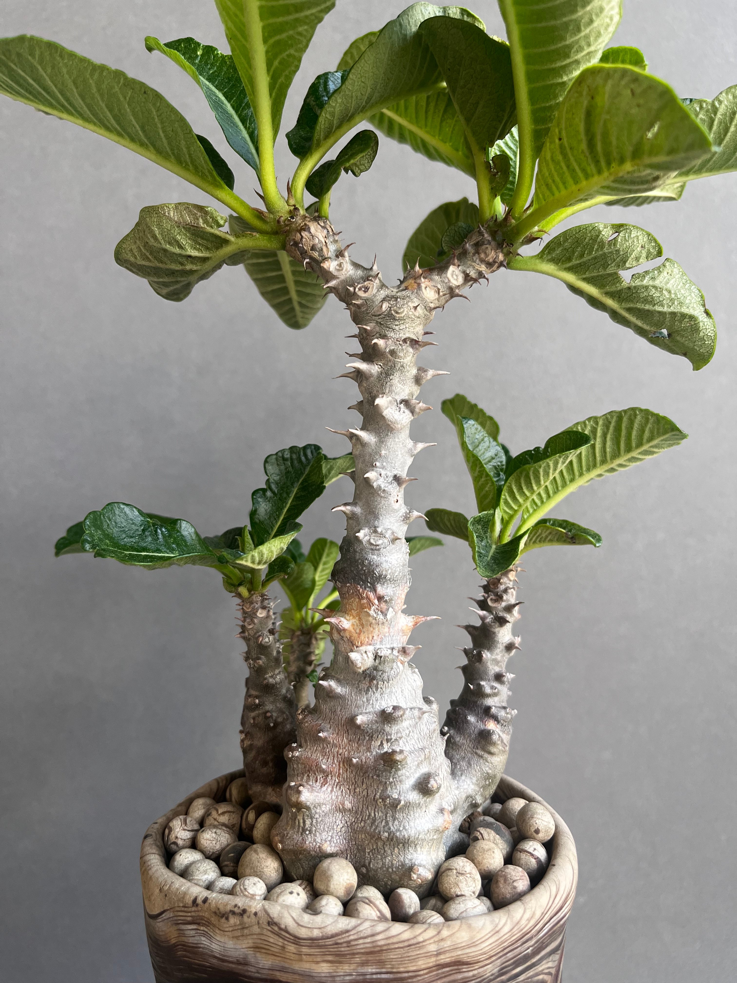 パキポディウム ウィンゾリー (実生苗) + plantsmonsters pot 「Pach