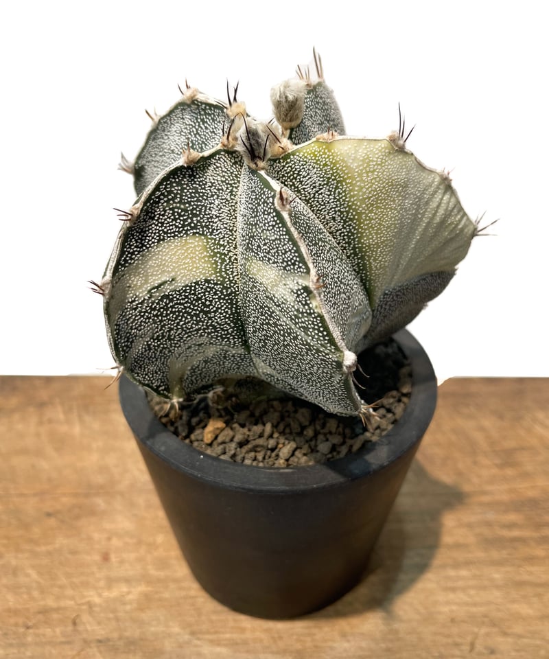 アストロフィツム・螺旋盤石　鉢付き アストロフィツム・複隆盤石 | trigger