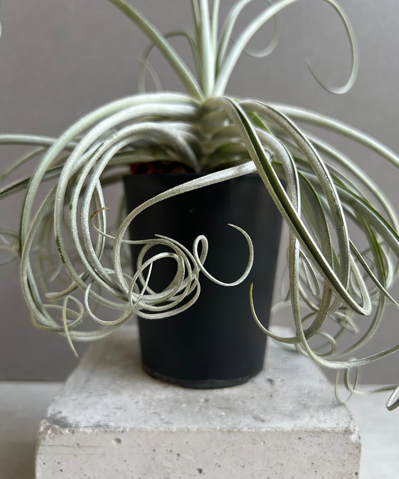 ティランジア ドゥラティ x ストリクタ 「Tillandsia duratii x stri