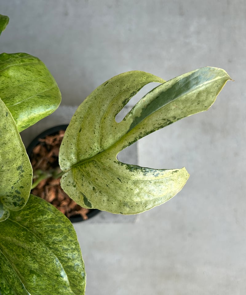 アミドリウム ジッペリアナム 斑入「Amydrium zippelianum variegat
