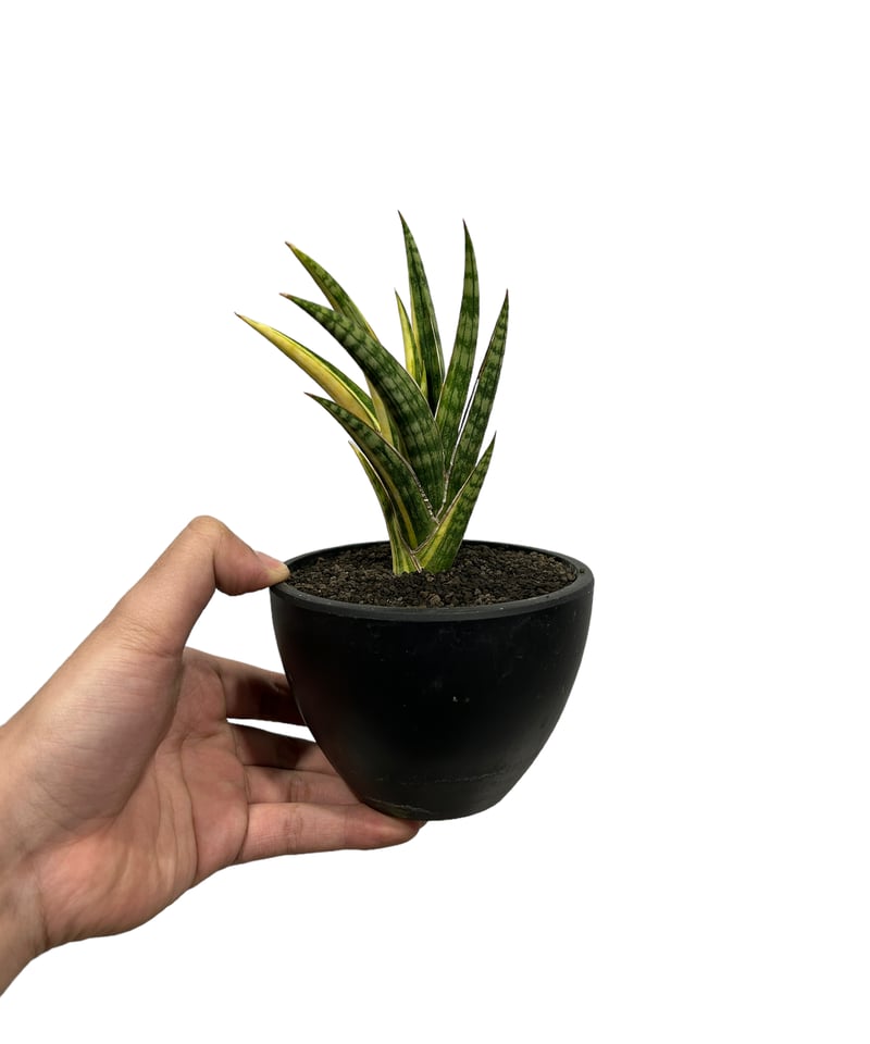サンセベリア ブラ ケニア 斑入「Sansevieria Bura Kenya Variega