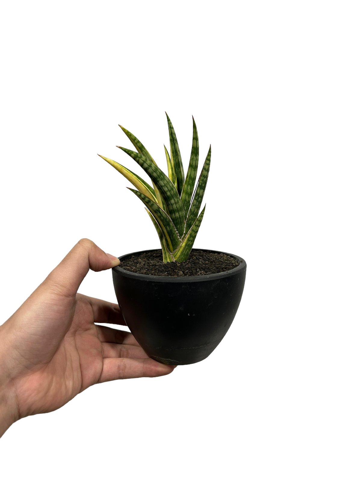 サンスベリア ブルーダ サンセベリア sansevieria 斑入り サンスベリア ブルーダ サンセベリア sansevieria 斑入り