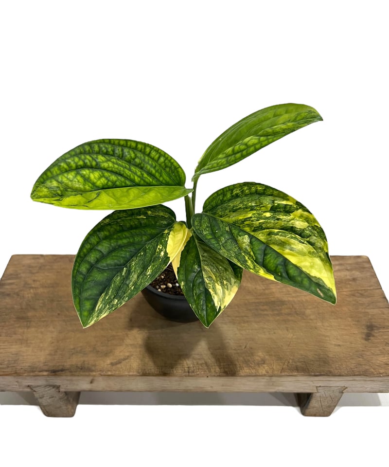 モンステラ カルステニアナム (ペルー) 斑入 「Monstera Karstenianum
