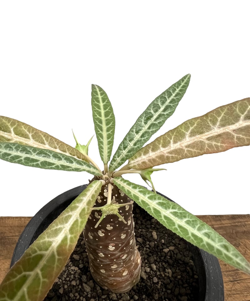 ドルステニア ランキフォリア (実生苗)「 Dorstenia crispa var.lanc