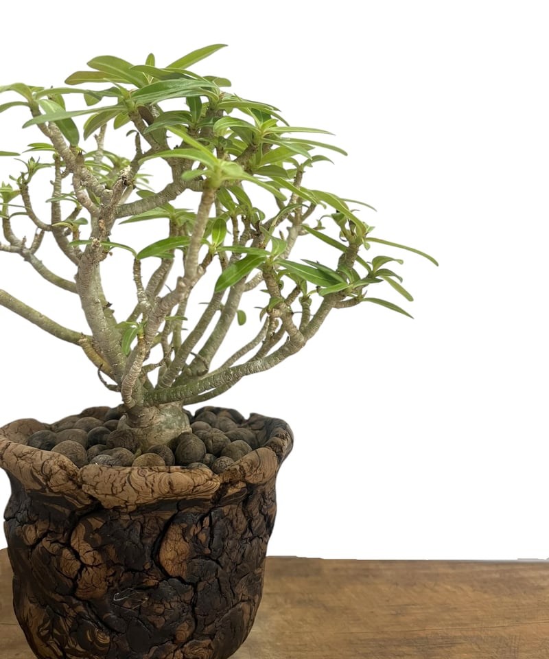アデニウム オベスム 選抜個体 接木 + plantsmonsters pot 「Adeniu