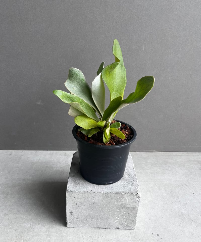 ビカクシダP.Nukul