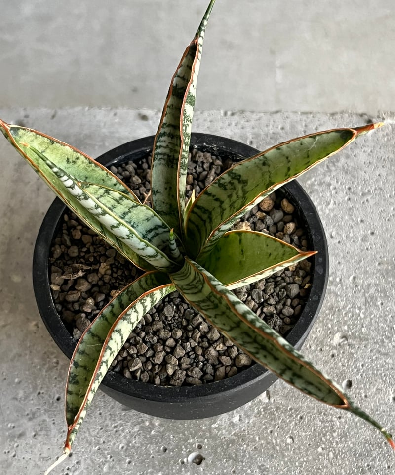 サンセベリア アンヤマニー ハイブリッド 「Sansevieria Unyamanee Hy