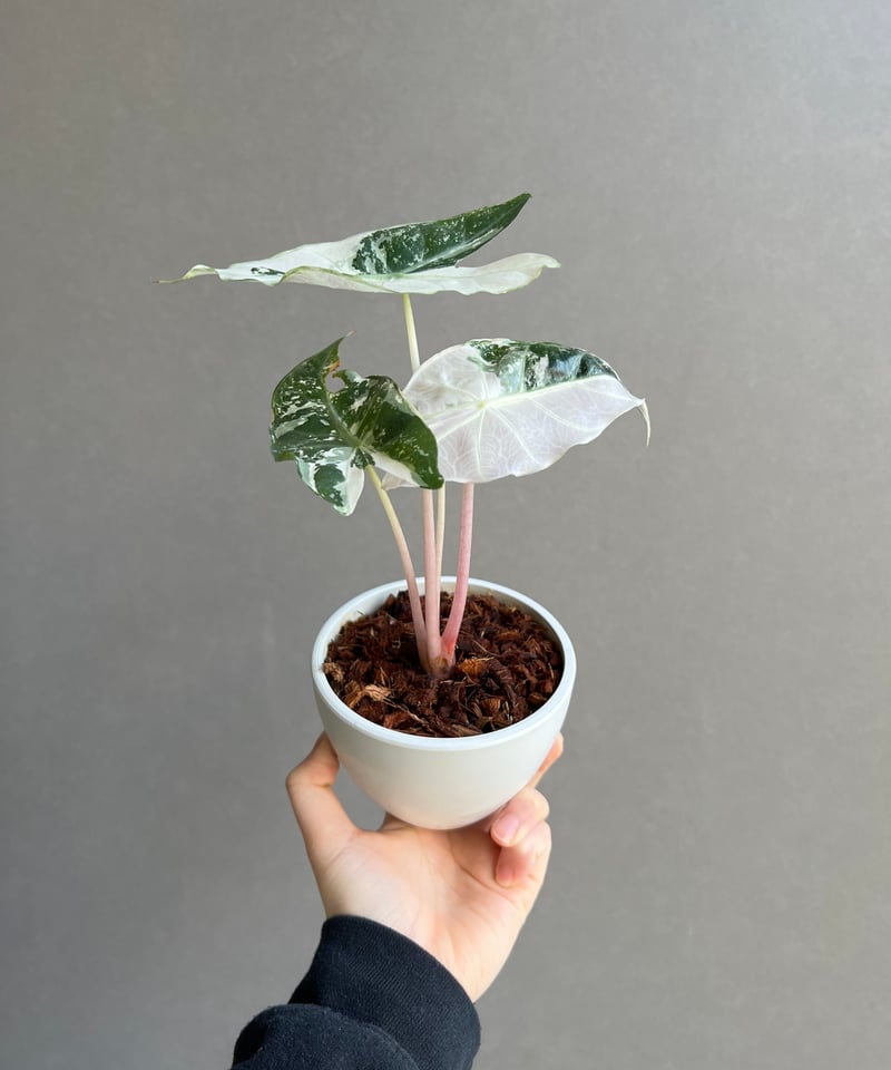 アロカシア ハイブリッド 選抜個体 「Alocasia pink dragon albo