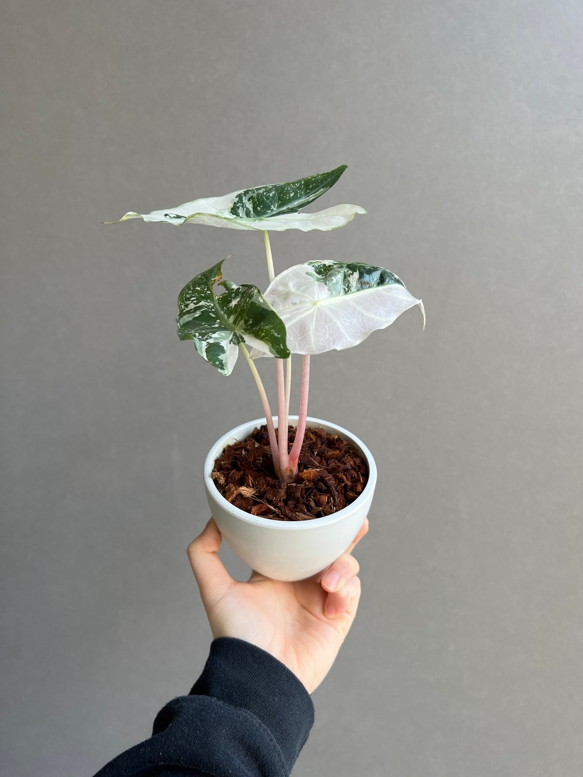 アロカシア ハイブリッド 選抜個体 「Alocasia pink dragon albo アロカシア ハイブリッド 選抜個体 「Alocasia pink dragon albo