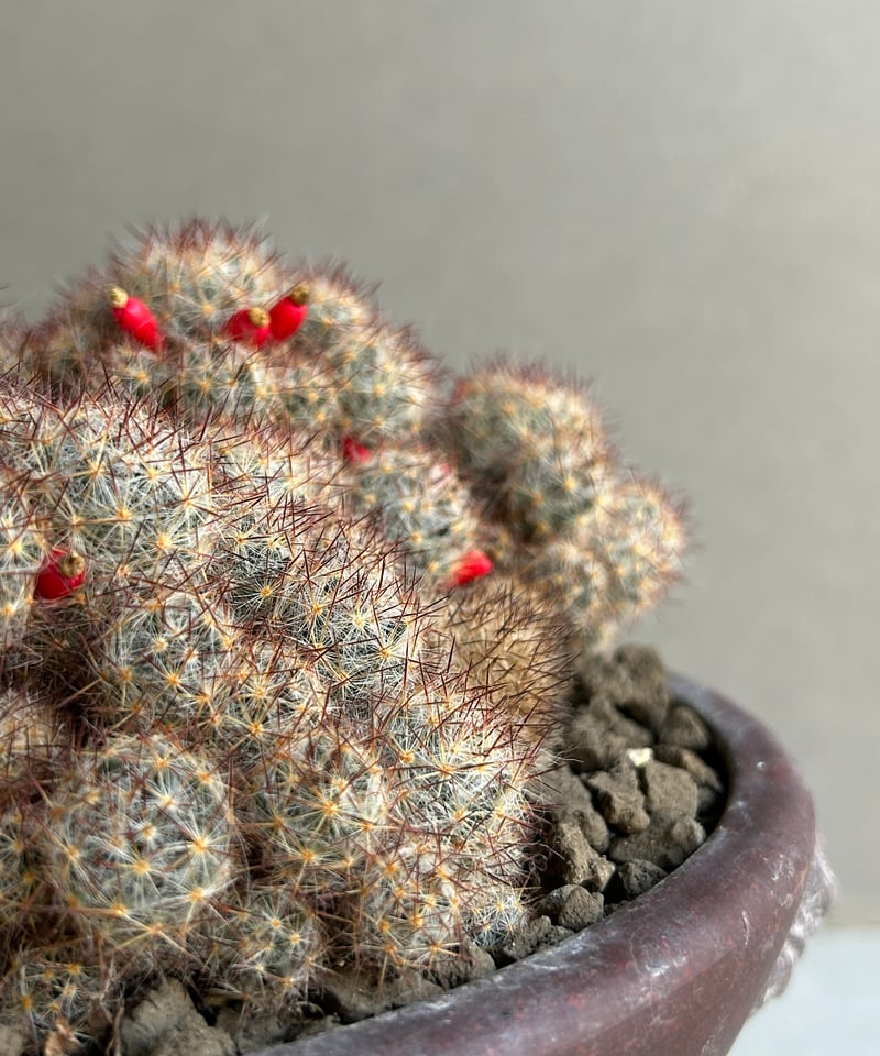 マミラリア 松霞 「Mammillaria multiceps」49M | SHOUCHIKUEN