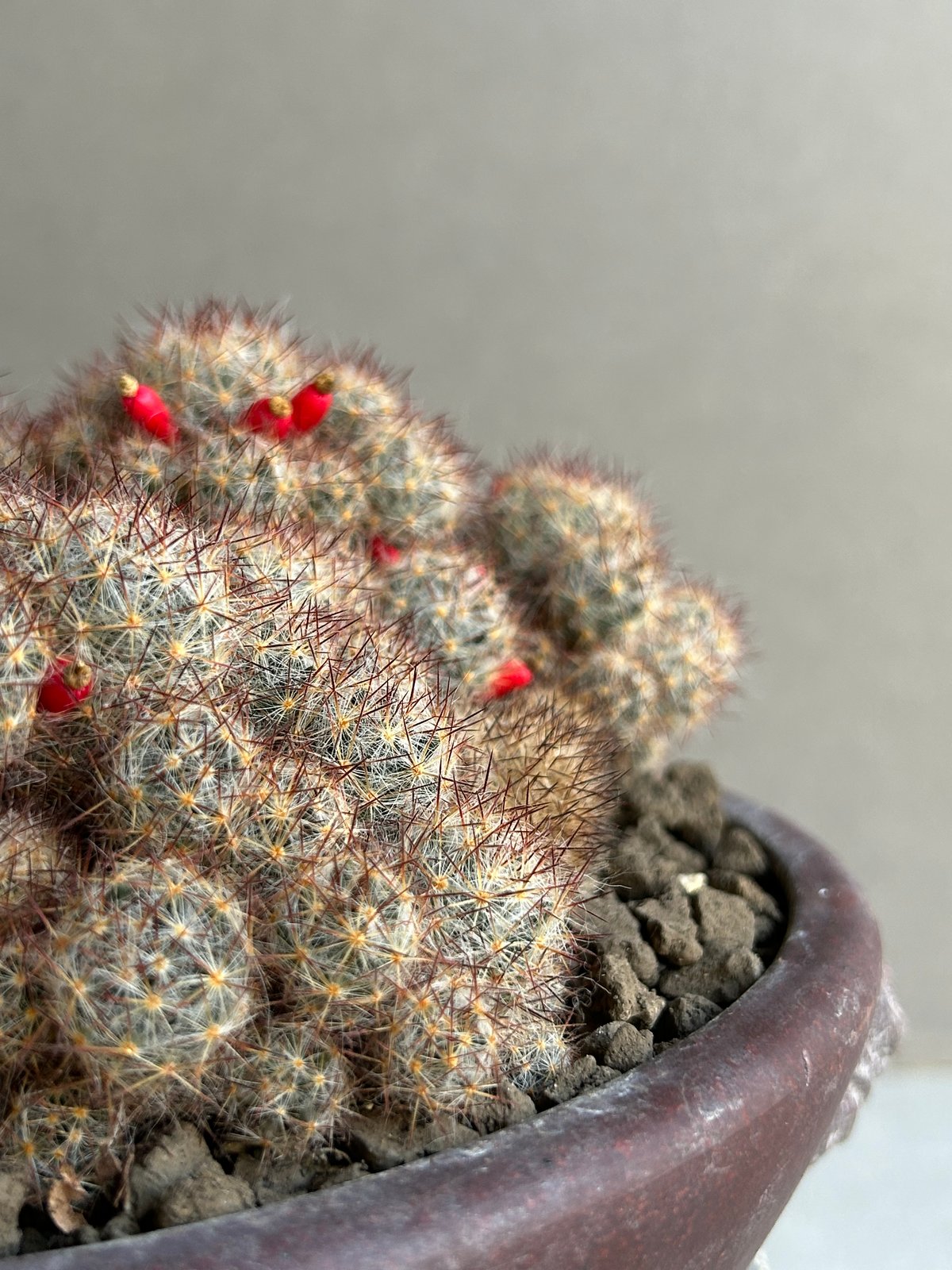 マミラリア 松霞 「Mammillaria multiceps」49M | SHOUCHIKUEN