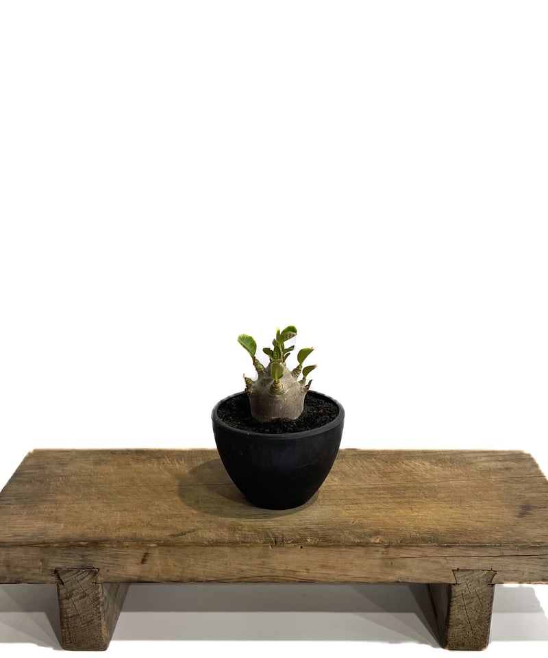 アデニウム アラビカム ドワーフ “ブラック”「adenium arabicum Dwar