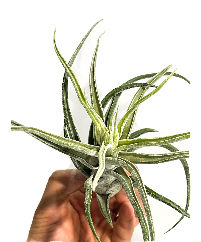 ティランジア シッティング プリティ「Tillandsia Sitting Pretty (s